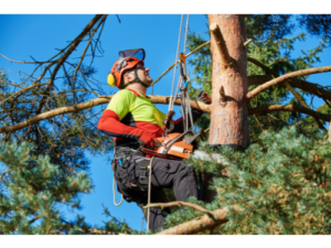 Tree Work Maintenance and Removal, 8 CCR 3427
