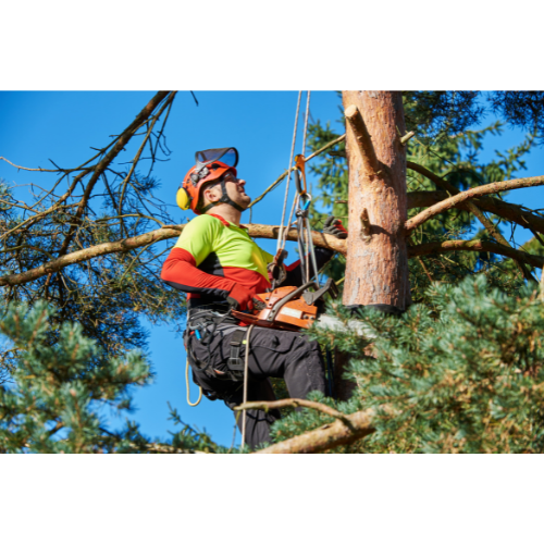 Tree Work Maintenance and Removal, 8 CCR 3427