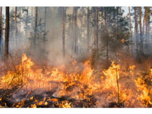 Wildfire Smoke Protection - 8 CCR 5141.1