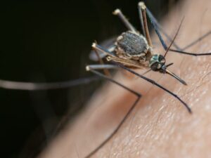 Summer Safety (Bites, Stings & Poison Oak), 8 CCR 3203