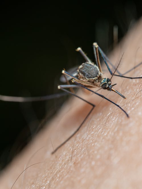 Summer Safety (Bites, Stings & Poison Oak), 8 CCR 3203